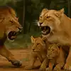 Funny Animal Video Lion Learns the Hard Way Not to Mess with Mom ...