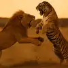 Tiger vs Lion Deadly Battle Ends with a Twist You Wont Believe Video