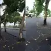 तब्बल 100 कोटी खर्चून रस्ता तयार; पण मधोमध झाडं उभी; कारण वाचून ...