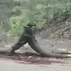 Two Giant Monitor Lizards Battle Like Wrestlers in Viral Video from ...