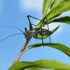 Insects Listen When Plants Talk, Finds Israeli Study in marathi ...