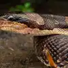 Snake Rescuers in Pune: सर्पमित्रांच्या चळवळीला हौशी उपद्रवाचा दंश ...