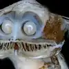 Telescope Fish With Glowing Eyes and Scary Teeth Spotted in Deep Ocean ...