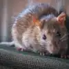 Tips to trap mouse: घरातील उंदरांना कसे बाहेर पळवावे, उंदरांना ...