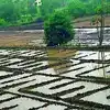 nashik rain update crops of 52 thousand farmers in sinnar baglan taluka ...