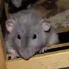Night Drive Turns Terrifying as Hundreds of Rats Swarm the Road ...