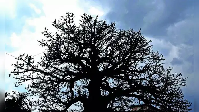 फळबागा अडचणीत येणार? फळबागा अडचणीत येणार?