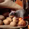 Home remedies for get rid of rats naturally; उंदीर पळवून लावण्यासाठी ...