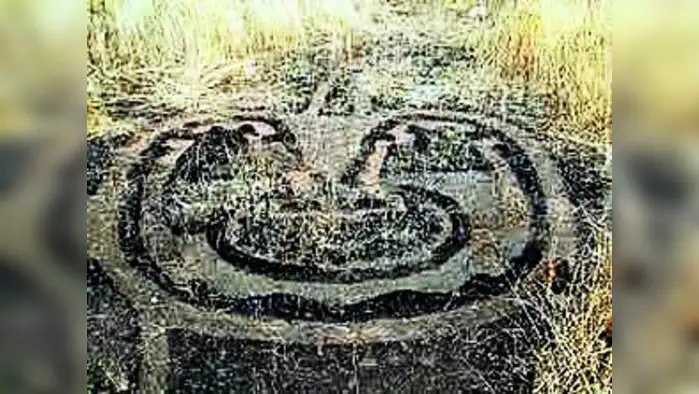 कातळशिल्पांचा अभ्यास, संवर्धनाला गती कातळशिल्पांचा अभ्यास, संवर्धनाला गती