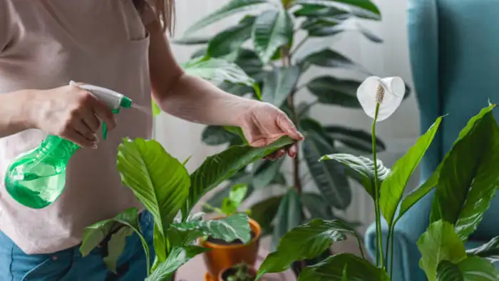 नैसर्गिक बुरशीनाशक 