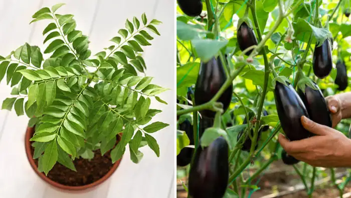 कढीपत्ता आणि भाज्यांच्या वाढीसाठी फायदेशीर