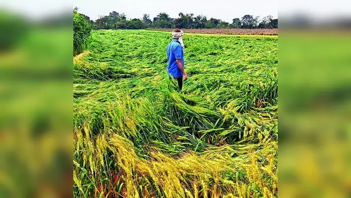 यवतमाळला अवकाळी फटका यवतमाळला अवकाळी फटका