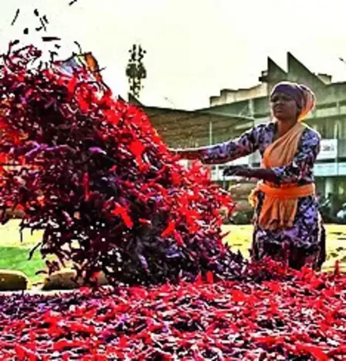 लाल मिरचीची दरवाढ; हवामानाचा परिणाम