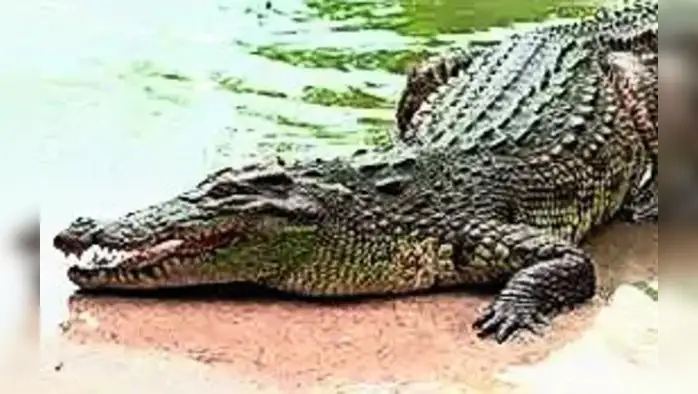 चंद्रभागेत आढळली २० फुटी मगर चंद्रभागेत आढळली २० फुटी मगर