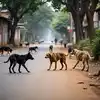 राज्यात श्वानदंशाच्या रोज १,३६९ घटना