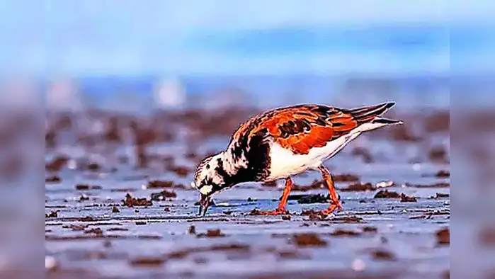 पक्षीजगताची मराठीतून ओळख पक्षीजगताची मराठीतून ओळख