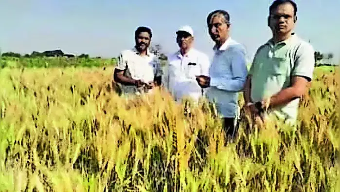 उष्णता-सहनशील गहू वाणाची पाहणी उष्णता-सहनशील गहू वाणाची पाहणी