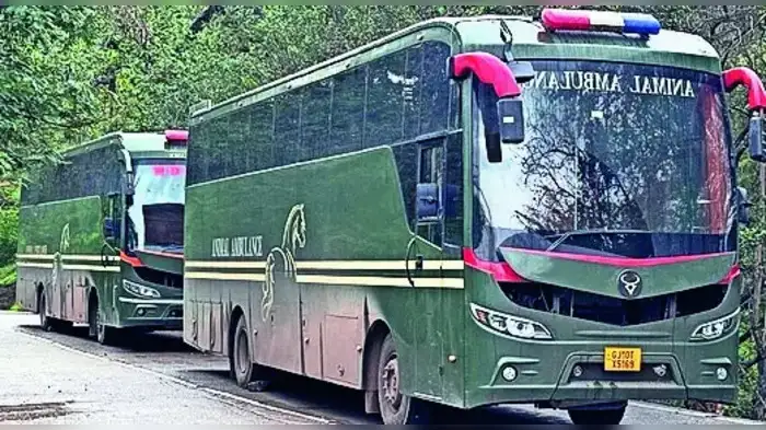 जुन्नरचे बिबटे होणार ‘वनतारा’चे पाहुणे जुन्नरचे बिबटे होणार ‘वनतारा’चे पाहुणे