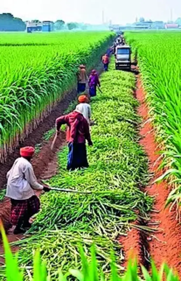 साखर उत्पादनात महाराष्ट्र अव्वल