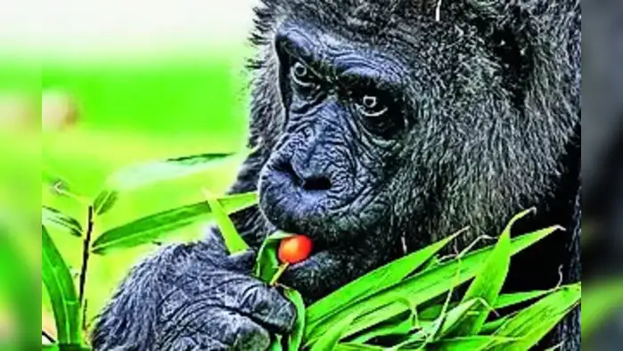 जेव्हा मधुमेहावरील उपचार झाला सोपा जेव्हा मधुमेहावरील उपचार झाला सोपा