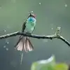 Nature Weather Forecasters The Fascinating Science of How Animals ...
