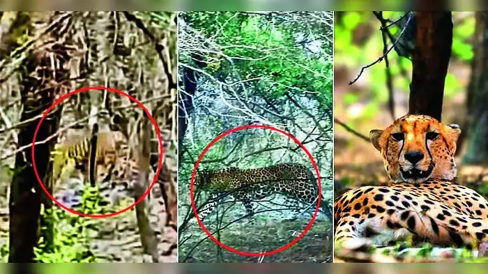 वाघ, बिबट्या, चित्त्याचे एकाच वनक्षेत्रात दर्शन वाघ, बिबट्या, चित्त्याचे एकाच वनक्षेत्रात दर्शन