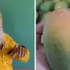 How to check mango is natural or chemical rippened नैसर्गिकरित्या ...