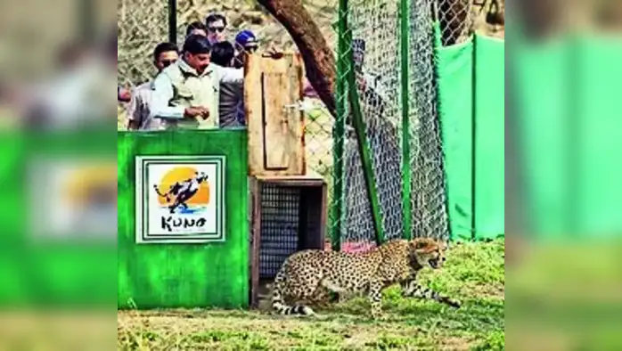 दोन चित्ते सोडले दोन चित्ते सोडले