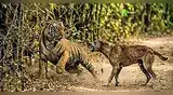 जंगली कुत्र्यांच्या हल्ल्यात वाघाचा मृत्यू? जंगली कुत्र्यांच्या हल्ल्यात वाघाचा मृत्यू?