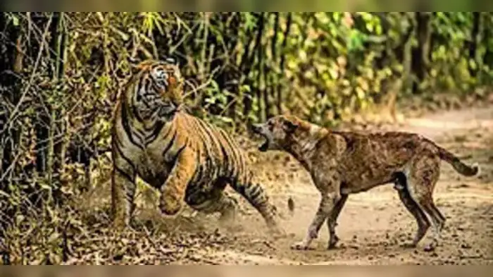 जंगली कुत्र्यांच्या हल्ल्यात वाघाचा मृत्यू? जंगली कुत्र्यांच्या हल्ल्यात वाघाचा मृत्यू?