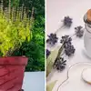 कडक उन्हात तुळस कोमेजून जात आहे का? या 2 रुपयांच्या सिक्रेट खताने झाड ...