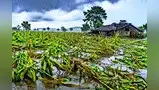 राज्यात ५९ हजार हेक्टरवर अवकळा राज्यात ५९ हजार हेक्टरवर अवकळा