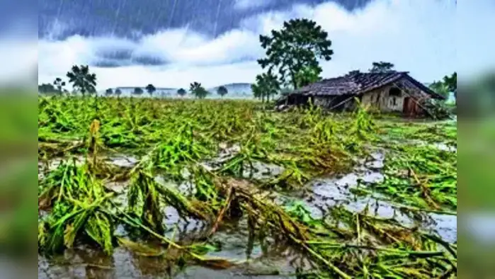 राज्यात ५९ हजार हेक्टरवर अवकळा राज्यात ५९ हजार हेक्टरवर अवकळा