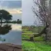 One Tree : छत्रपती संभाजीनगरकरांच्या अश्रूंचा बांध फुटला; हे फक्त झाड नव्हतं, तर हजारो तरुणांच्या हृदयाचा होता तुकडा