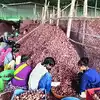 कोट्यवधींचा कांदा गोदामातच सडला!