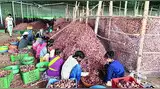 कोट्यवधींचा कांदा गोदामातच सडला! कोट्यवधींचा कांदा गोदामातच सडला!