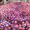 कोट्यवधींचा कांदा गोदामातच सडला!