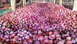 कोट्यवधींचा कांदा गोदामातच सडला! कोट्यवधींचा कांदा गोदामातच सडला!