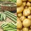 Vegetable Prices: उन्हाच्या झळा फळभाज्यांना; भेंडी, मिरचीला महागाईची फोडणी,उपवासामुळे बटाट्याचे  दर वाढले
