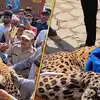 नवरात्रीत देवीने दिली शक्ती! दिव्यांग महिलेने एकटीने बिबट्याला रोखलं, कुत्र्याची शिकार करण्यासाठी घरात शिरला, पाहा व्हिडीओ
