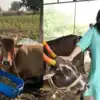 Rajshri Deshpande:मराठवाड्यातील दुष्काळग्रस्त गावात मराठी अभिनेत्रीचं मोठं काम, सुरू केलंय 'उमेद पशुधन आधार केंद्र', शेतकऱ्यांना आधार