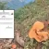 Bhimashankar Tree Cutting: भीमाशंकर अभयारण्यातील झाडांची खरंच कत्तल होतेय? मुख्यमंत्र्यांनंतर वन विभागाचा वेगळाच दावा, काय म्हटलंय?