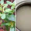 तुळशीवरील काळी कीड हटवण्यासाठी महागड्या औषधांची गरज नाही? तांदळाच्या पाण्याचा वापर करून पाहा
