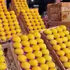 हापूस आंब्याचा गोडवा वाढणार - happus mango grow well, navi mumbai will grow  better. 31 cold climates everywhere - Maharashtra Times