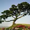 Kalpataru Tree,कल्पतरू म्हणजे काय? - kalpataru know the intresting ...