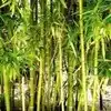 Bamboo Farming,समृद्धतेसाठी ‘बांबूशेती’ची हिरवाई - greenery of bamboo ...