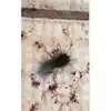 Rain Insects,मुंबईकरांनो काळजी घ्या! शहरात पावसाळी किड्यांचा ...
