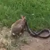 Rabbit Fight With Snake,Video: सशानं घेतला सापाशी पंगा; लढाईचा शेवट ...