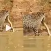 Leopard Attacks On Python,शिकार करो या शिकार बनो! पाहा बिबट्याने कशी ...