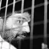 Yakub Memon Yakub Memon,पहाटे कोर्टाची ऑर्डर अन् तांबडं फुटायच्या आत ...